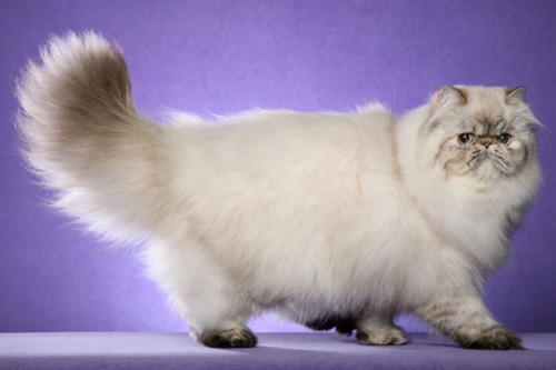 Persian Cat