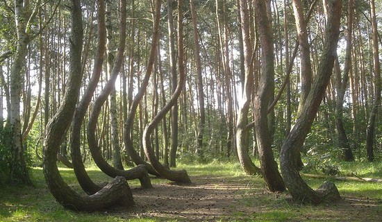 Crooked Forest of Gryfino