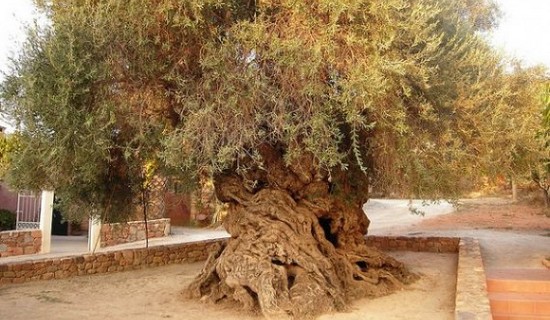 Elia Bouybon, Olive Tree of Vouves
