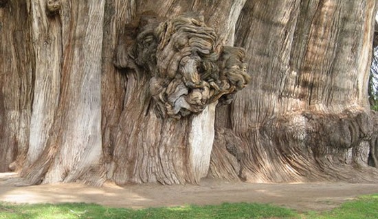 Tree of Tule