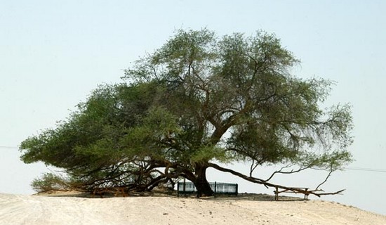 Tree of Life, Bahrain