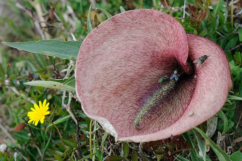 Top 10 Foul Smelling Flowers in the World - Wonderslist