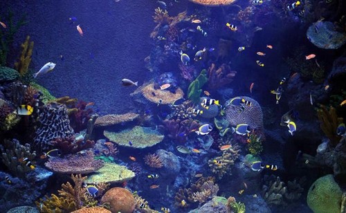 Top 10 Most Amazing Aquariums in the World - Wonderslist