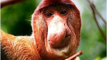 Top 10 Most Amazing Monkeys in the World