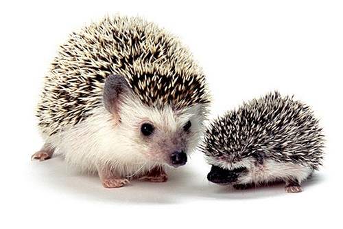 Top 10 Small Pets That Could Be Right for Your Kids ...