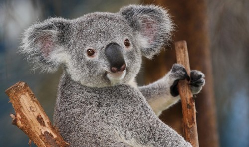 Cute Koala Bears