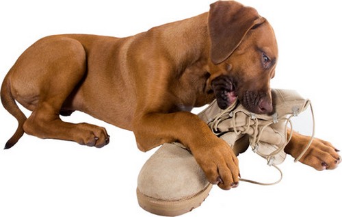 top-10-bad-dog-behaviors-most-common-bad-habits-of-dogs