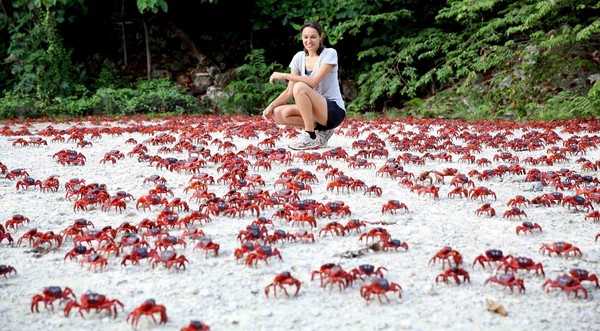 Christmas Island Crab migration Amazing