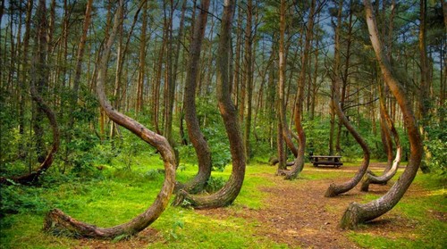 Hoia Forest Romania