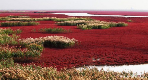 Incredible Red Beach in Panjin China