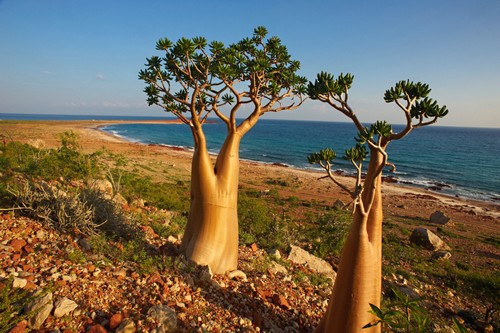 Socotra island in Yemen