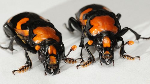 Adult American Burying Beetles