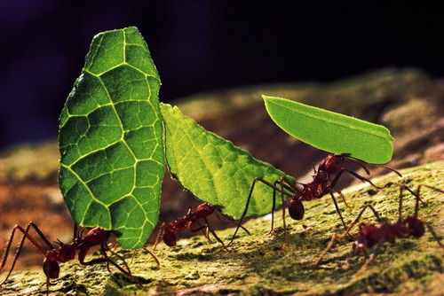 Ant Nests