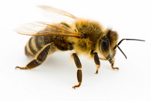 Bees carrying a brush and a comb