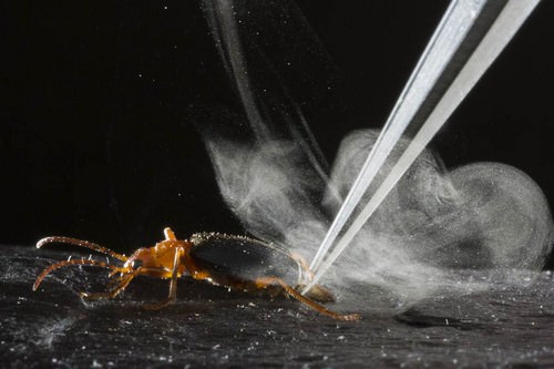 Bombardier beetle