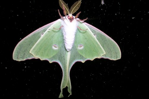 Luna Moth's feelers