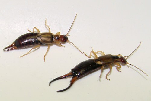 forficulidae male and female earwigs