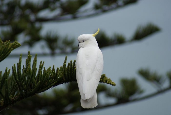 Most Intelligent Birds - TOP 10 Smartest Bird Species in the World