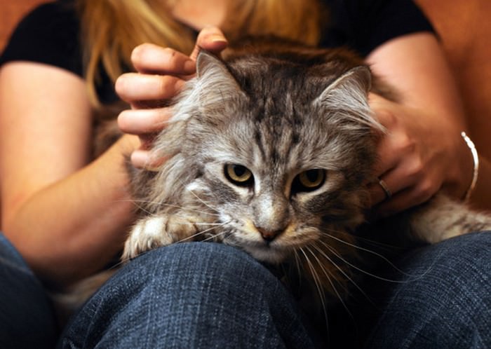 10 Incredible Ways Cats Try To Say They Love You - WondersList