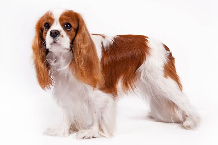 Family Dog Breeds Best Family Dogs Top 10 List