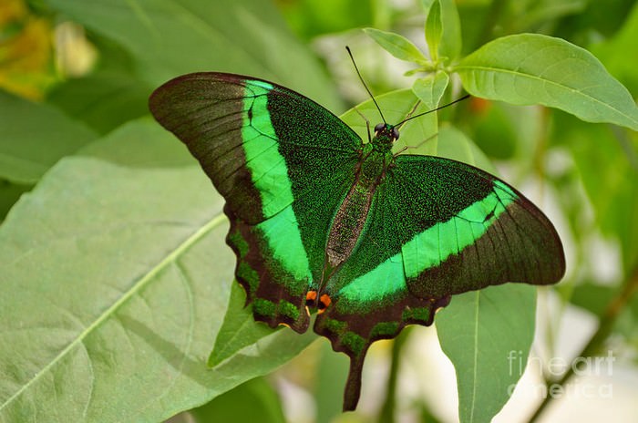 Most Beautiful Butterflies: Top 10 Fascinating and Unusual Butterflies