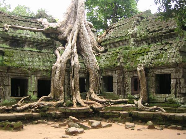 Silk Cotton Trees Cambodia