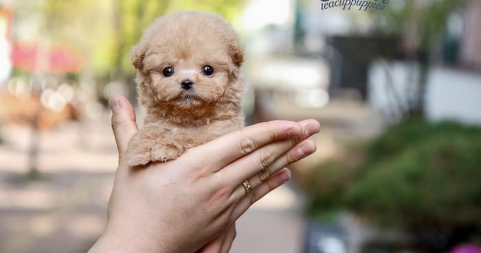 smallest full grown dog in the world