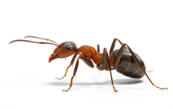 Ant-Most Intelligent Animals