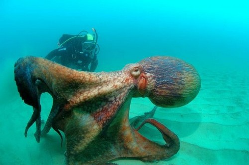 Giant Pacific Octopus