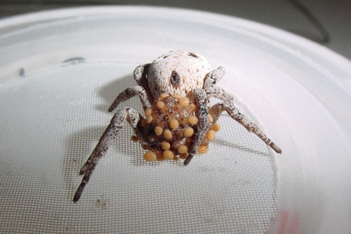 The Stegodyphus Lineatus Spider