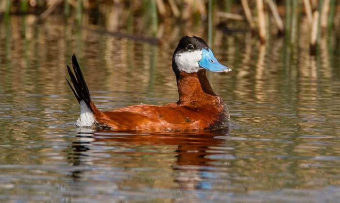 10 most beautiful and unusual ducks in the world - Wonderslist