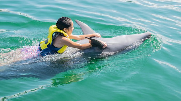 Swim with Dolphins