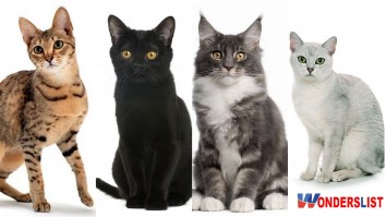 10 Best Mixed Breed Cats for Your House - Wonderslist