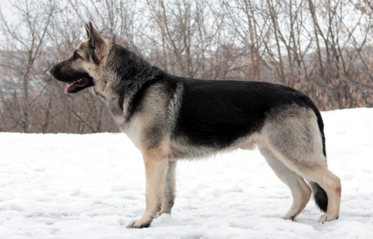 german-shepherd-look-alike-10-breeds-that-look-like-a-gsd