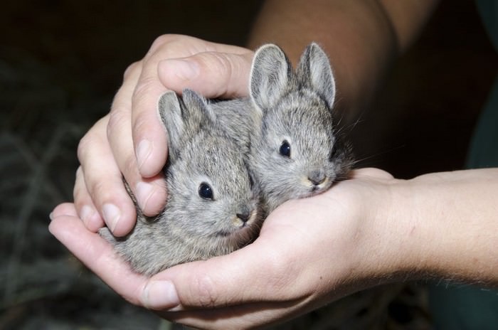 Smallest Rabbit Breeds: 10 Rabbits that Stay Small Forever - Wonderslist