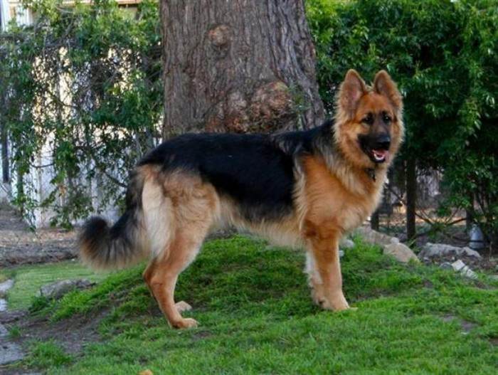 German Shepherd Look Alike - 10 Breeds that Look Like a GSD