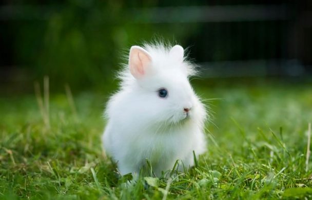 Smallest Rabbit Breeds: 10 Rabbits that Stay Small Forever - Wonderslist