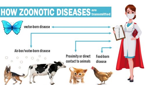 Top 10 most common zoonotic diseases - Wonderslist