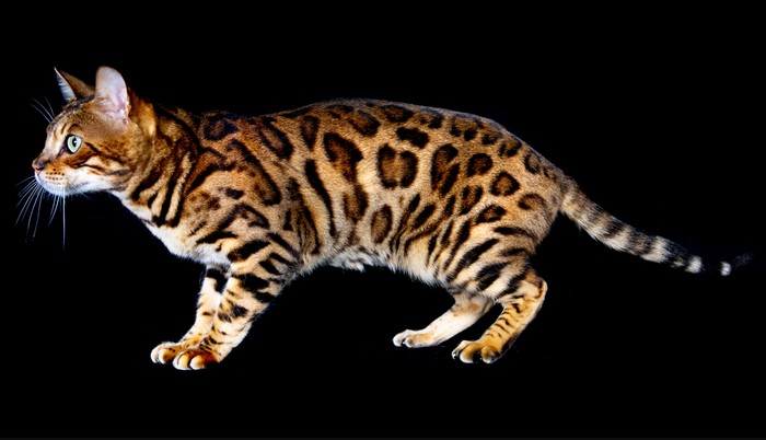 10 Most Aggressive Cat Breeds To Bring Home - Wonderslist