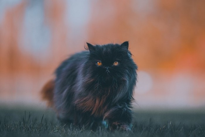 20 Black Cat Breeds That Make Excellent Pets - Wonderslist