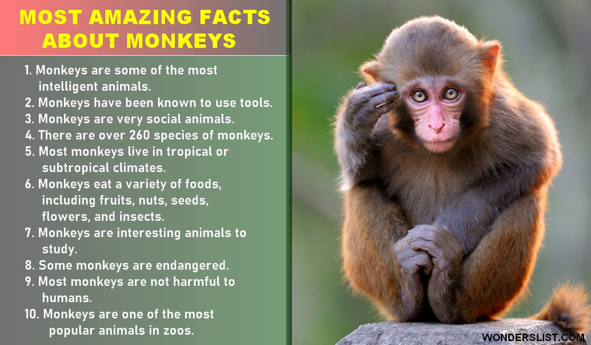 Top 10 Most Amazing Facts About Monkeys - Wonderslist